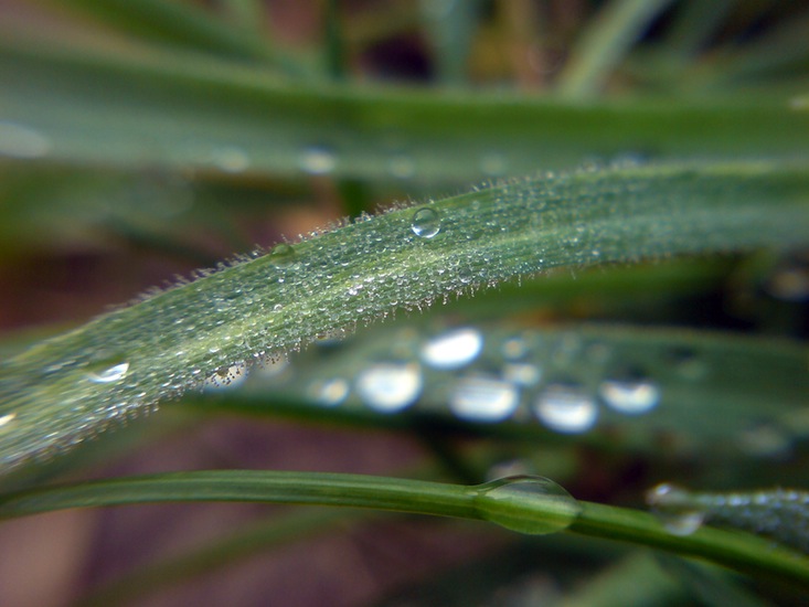 ~A Collection Of Close-Up Photographs Of Plants by Mykl~
