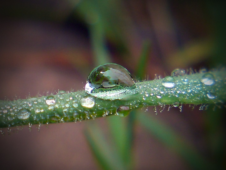 ~A Collection Of Close-Up Photographs Of Plants by Mykl~